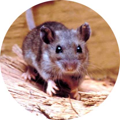 rat pest control christchurch