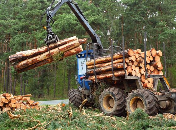 Truck Loading Logs — PA, MD and NJ — Back Country Forestry