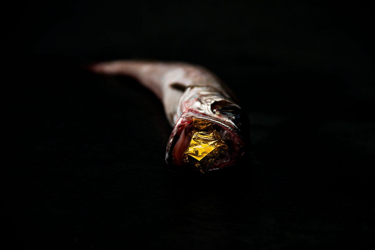 artwork by Marion Dutheil