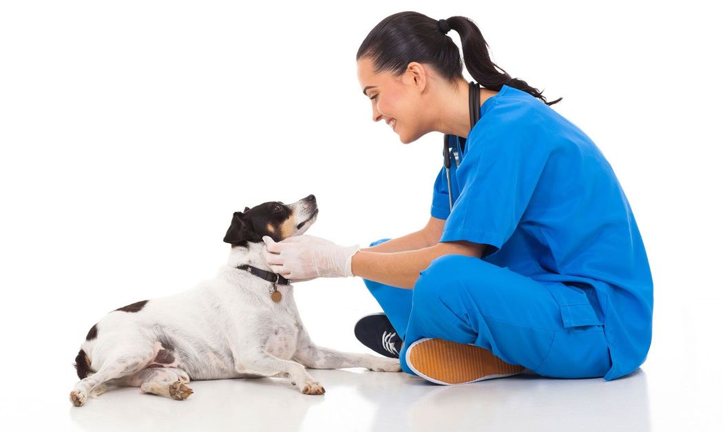 CABO PET HOSPITAL  -Hospitalización de animales