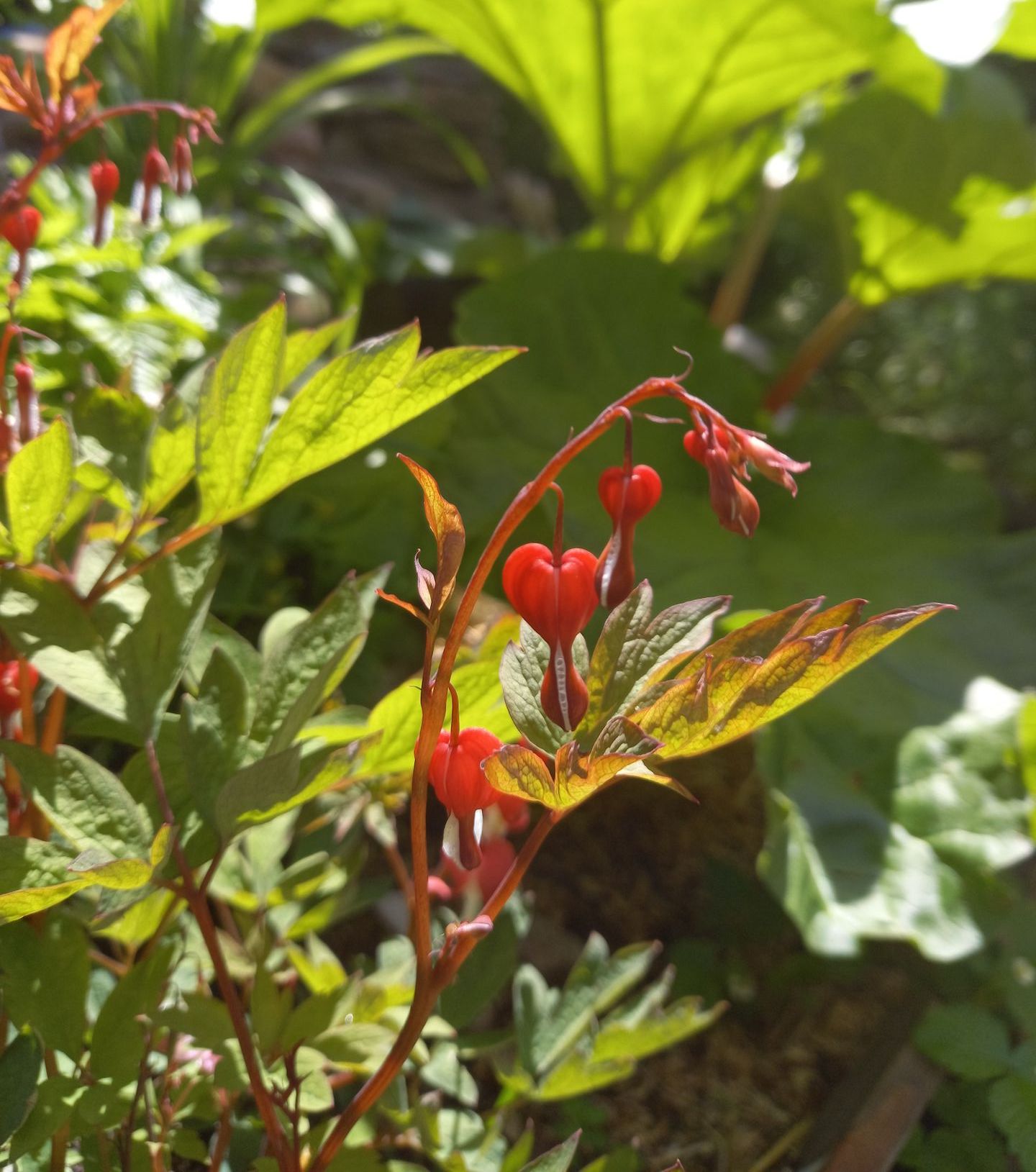 Natur Garten Bern, Ihr Gärtner in und um Bern