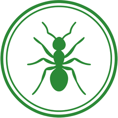 Ants