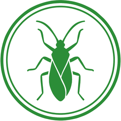Box Elder Bugs