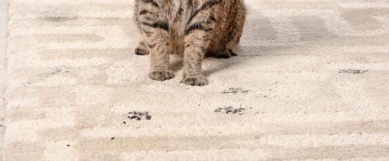 Tabby Cat Sitting on a Beige Rug — Chemdry D & K in Geelong, VIC