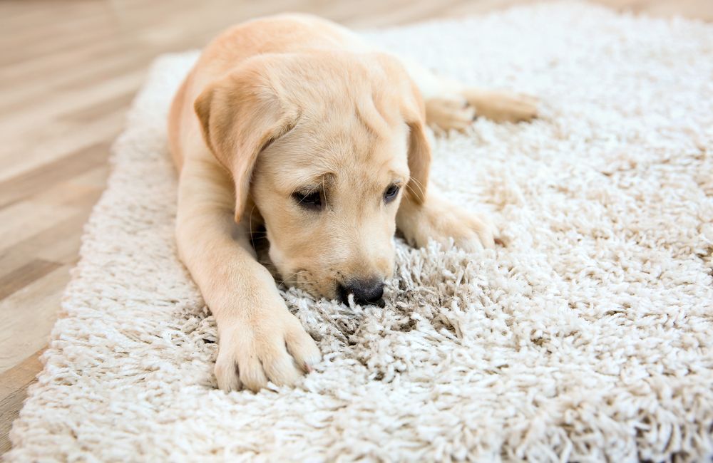 Yellow Labrador Puppy Lying on a Shaggy White Rug — Chemdry D & K in Bannockburn, VIC
