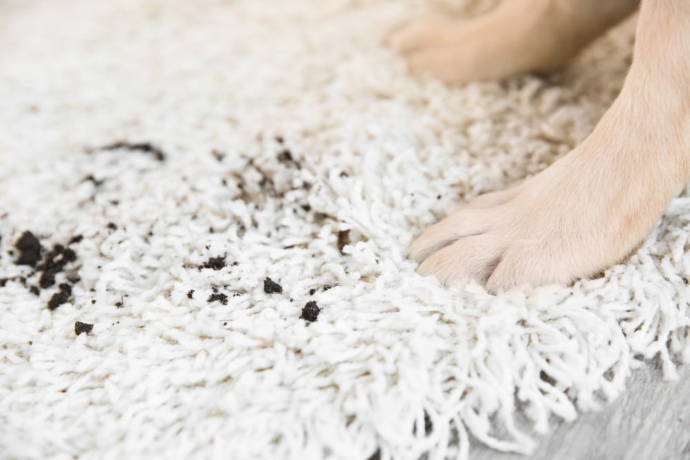 Dog's Paws on a White Rug With Dark Dirt Spots — Chemdry D & K in Torquay, VIC