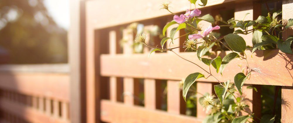 Fix trellis to the top of your fence
