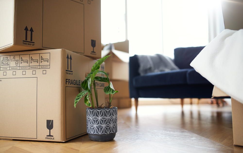 Potted Plant is Sitting on the Floor Next to a Stack — Lite Moves Furniture Removals In Coffs Harbour, NSW
