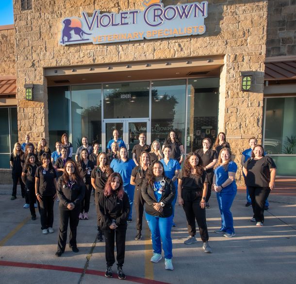 A winning Animal Hopital the Violet Crown Team
