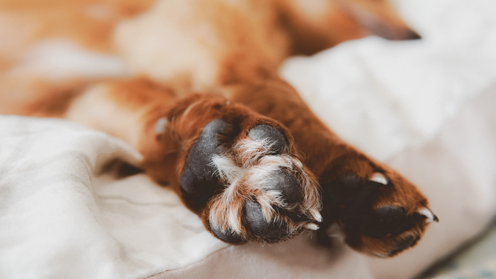 Close-up of a sleeping brown and white dog’s paw resting on a soft white blanket