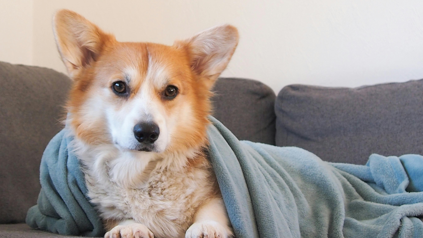 Corgi wrapped in a blue blanket on a gray couch, looking at the camera.
