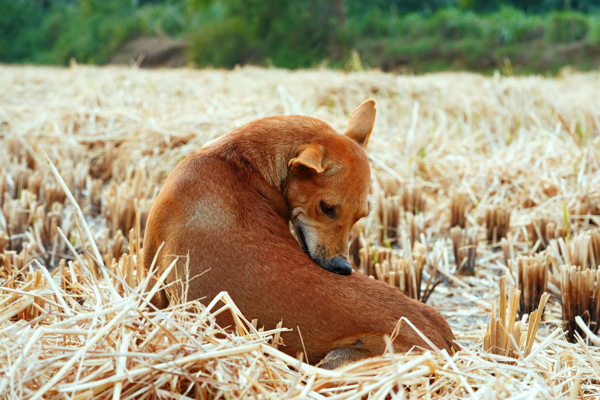 Brown dog scratching in a field; perform regular tick checks on your pet during the summer months.