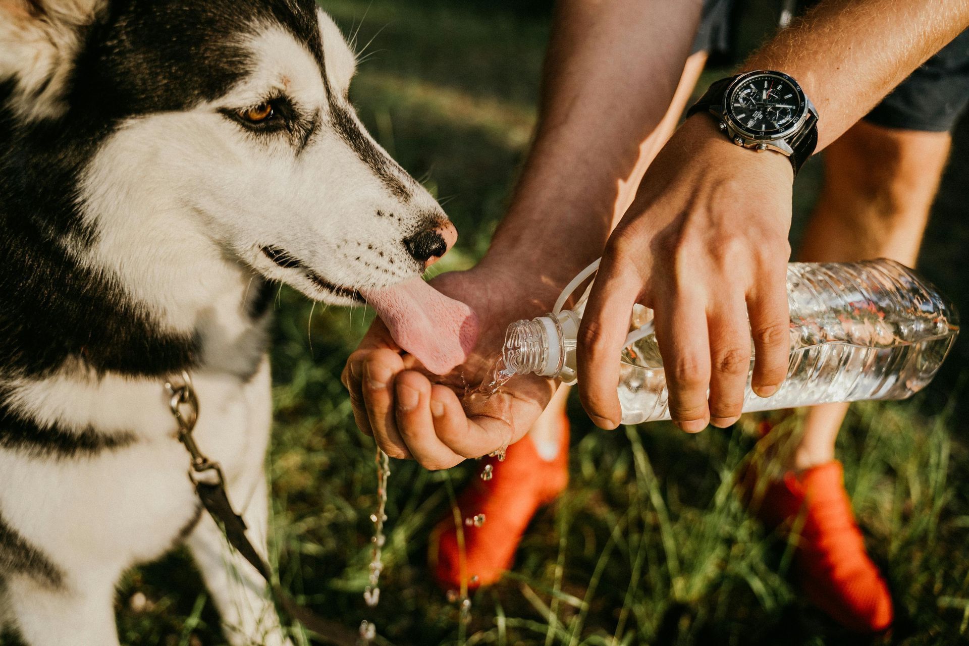 Person feeding water to a thirsty Husky dog in the summer heat.