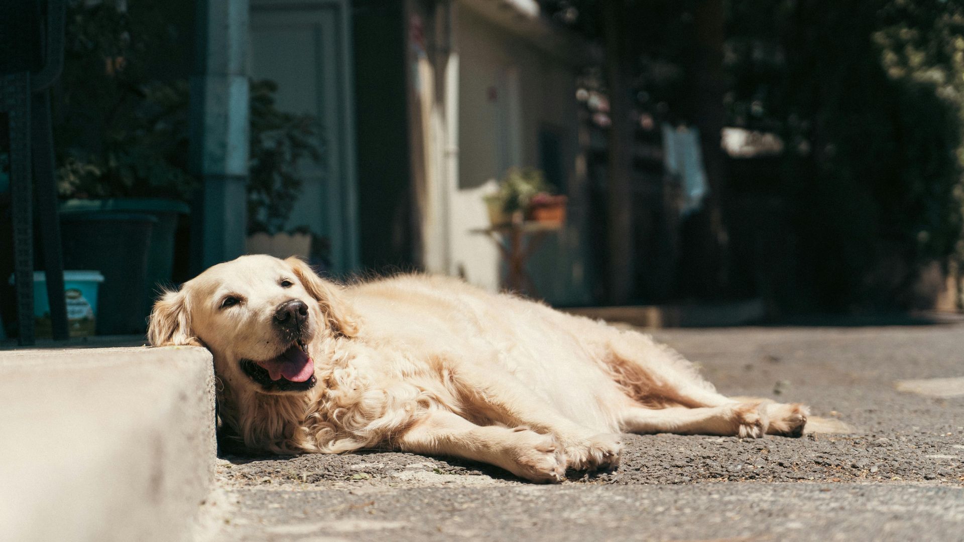 A dog lying down on a city sidewalk during a hot day; look for signs of heat exhaustion.