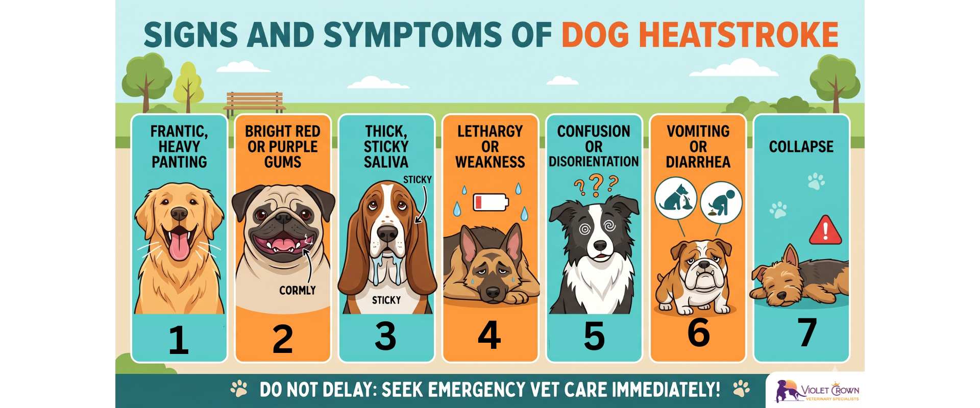 Infographic displaying 7 common signs of heatstroke in dogs: frantic panting, bright red or purple gums, sticky saliva, lethargy, confusion, vomiting, and collapse, with a clear warning to seek immediate emergency veterinary care from Violet Crown Veterinary Specialists.