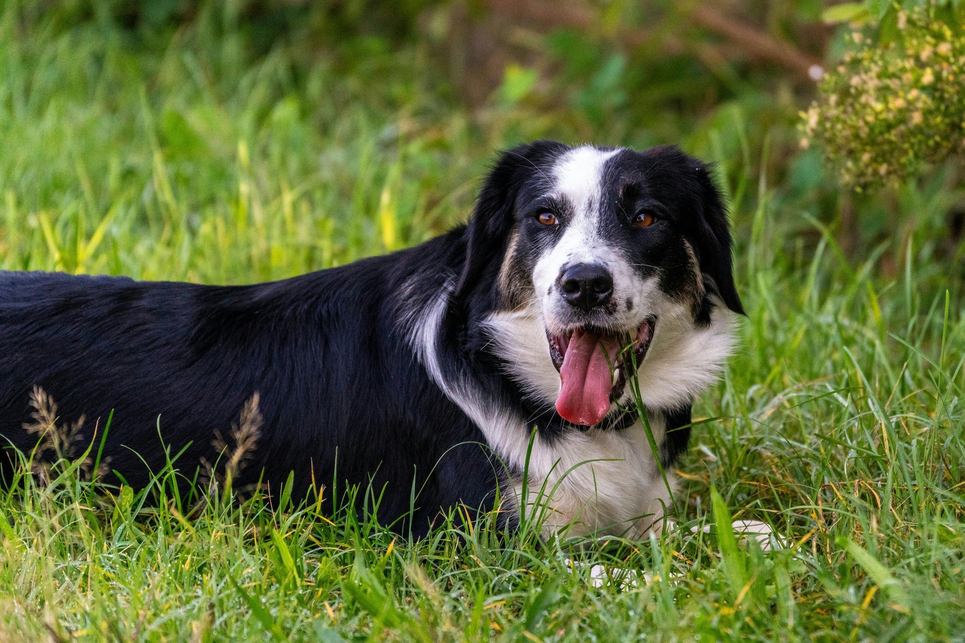 A dog resting in green grass; ensure lawn treatments like fertilizers and pesticides are dry before letting pets play outside.