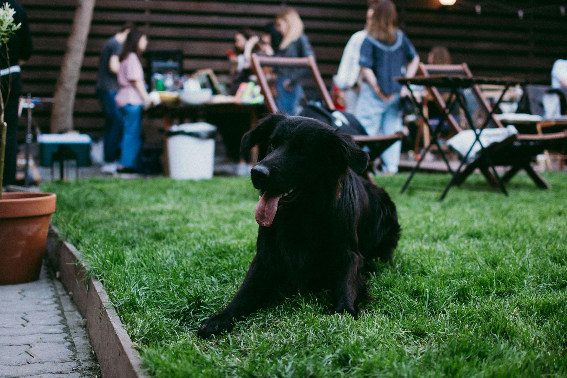 A black dog resting on the lawn at a summer backyard BBQ gathering.