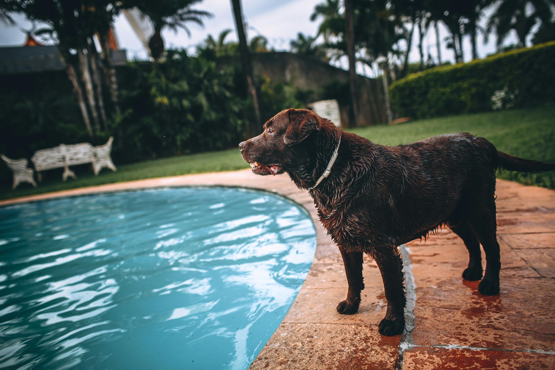 Chocolate Labrador standing by a swimming pool; avoid water intoxication.