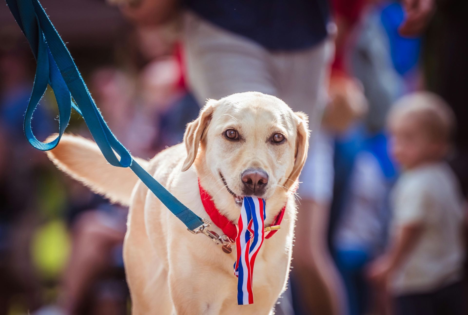 A dog with a ribbon leash in a public park; keep pets safe during summer celebrations