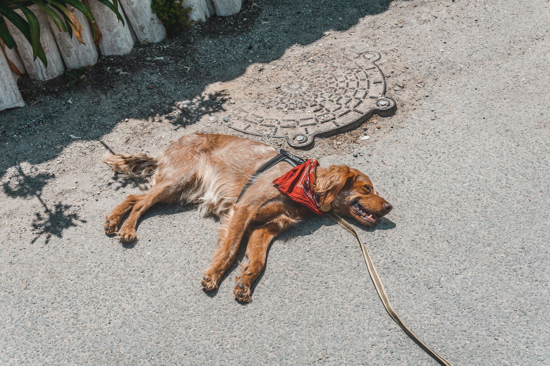 Dog resting on hot pavement during a summer day; use pet-safe sunscreen and seek shade to prevent sunburn and heat exhaustion.