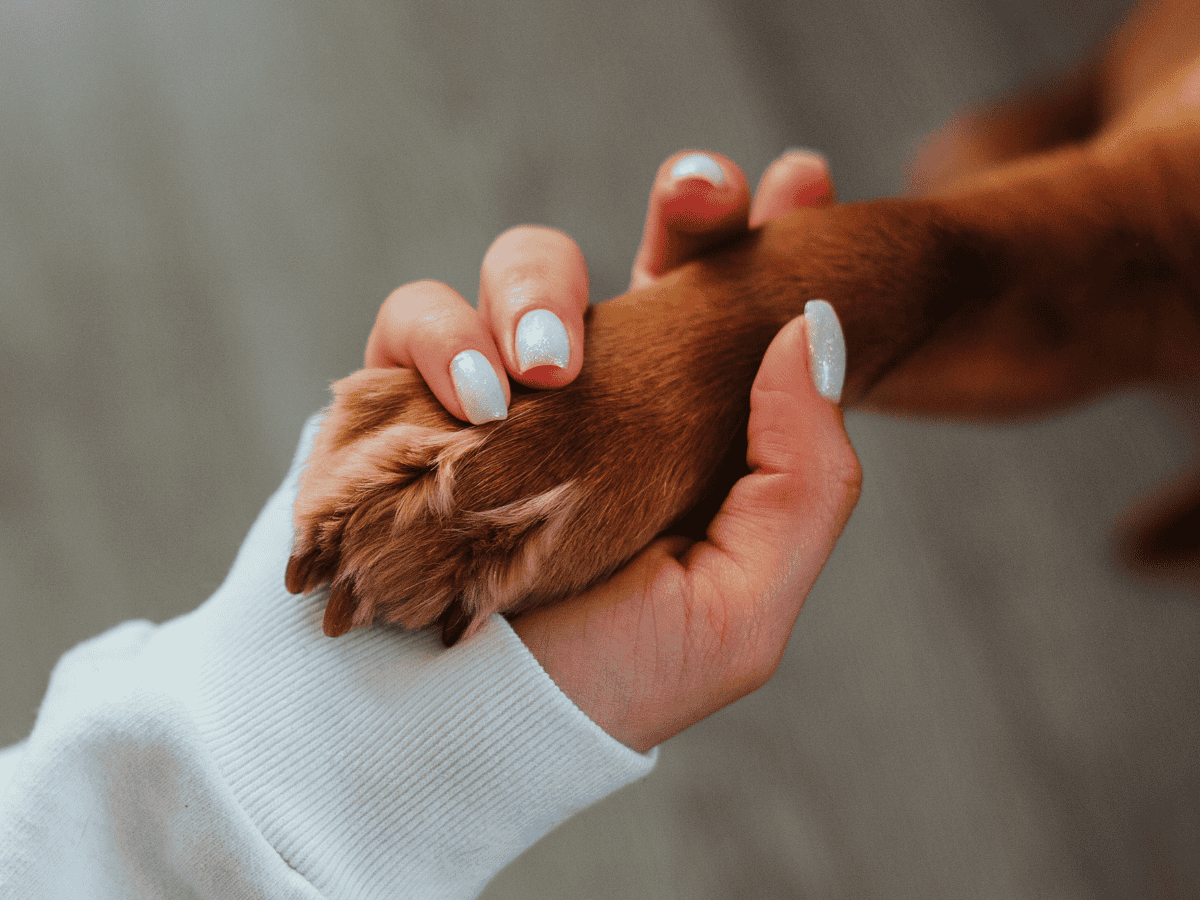 Understanding Osteoarthritis in Dogs: Causes, Symptoms & Treatments