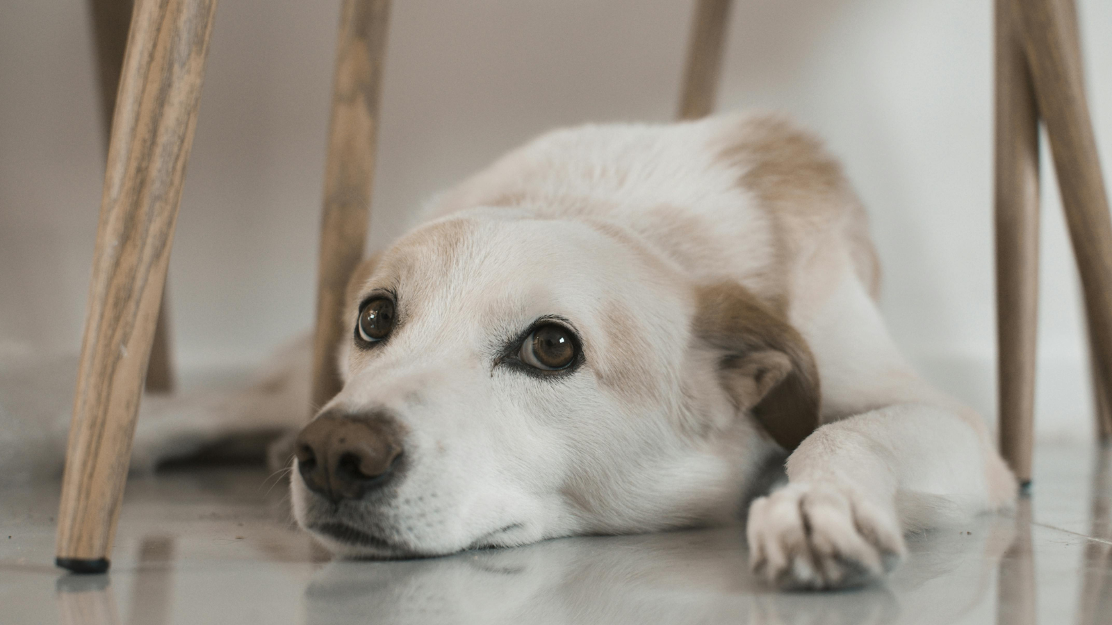 White dog lying on a floor under a chair, resting its head with a calm expression