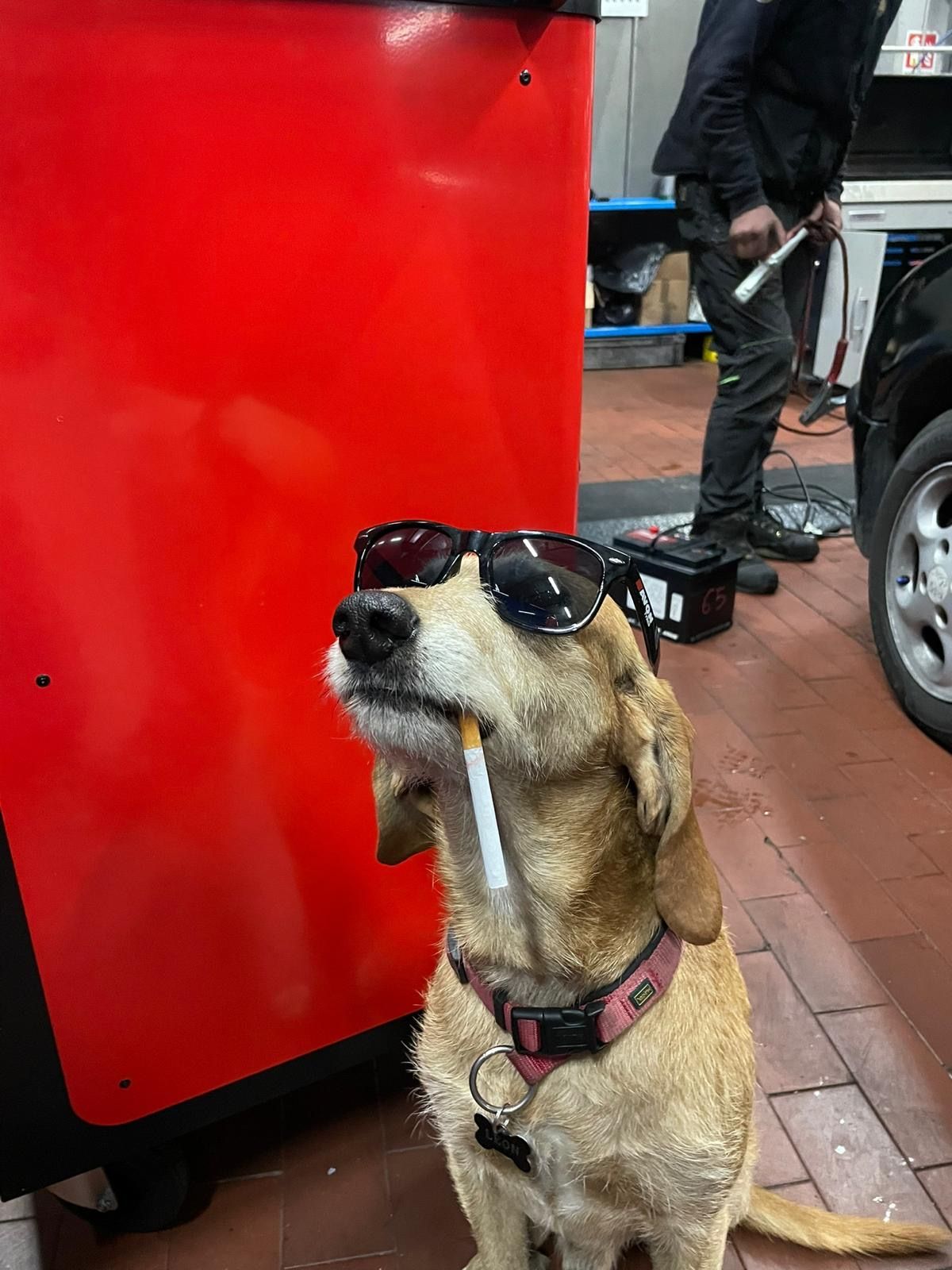 mascotte con occhiali