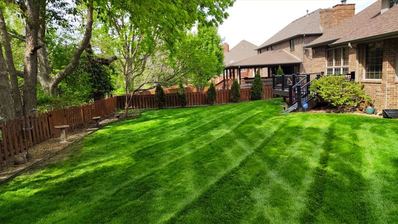 A large tree in the middle of a forest with lots of leaves.
