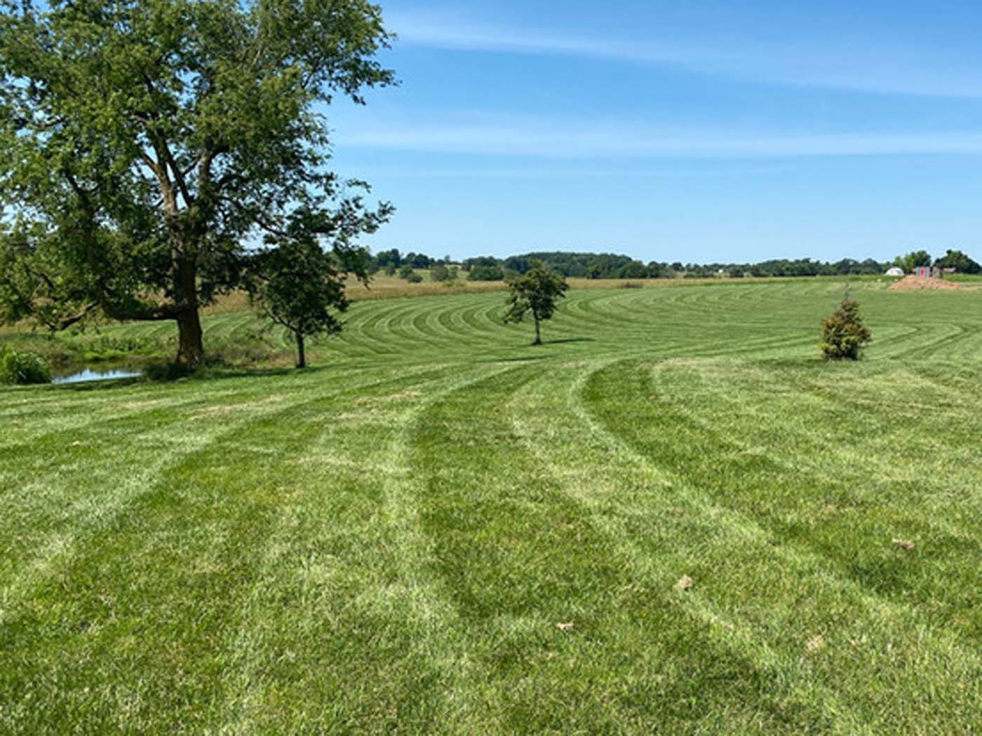 A lush green field with trees in the background