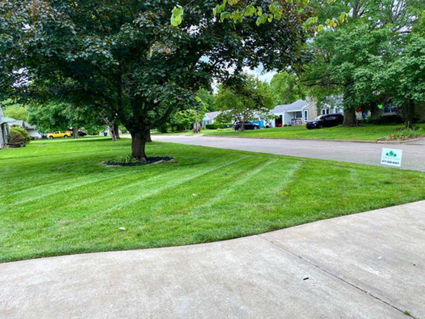 A lush green lawn in a residential neighborhood with a tree in the middle of it.