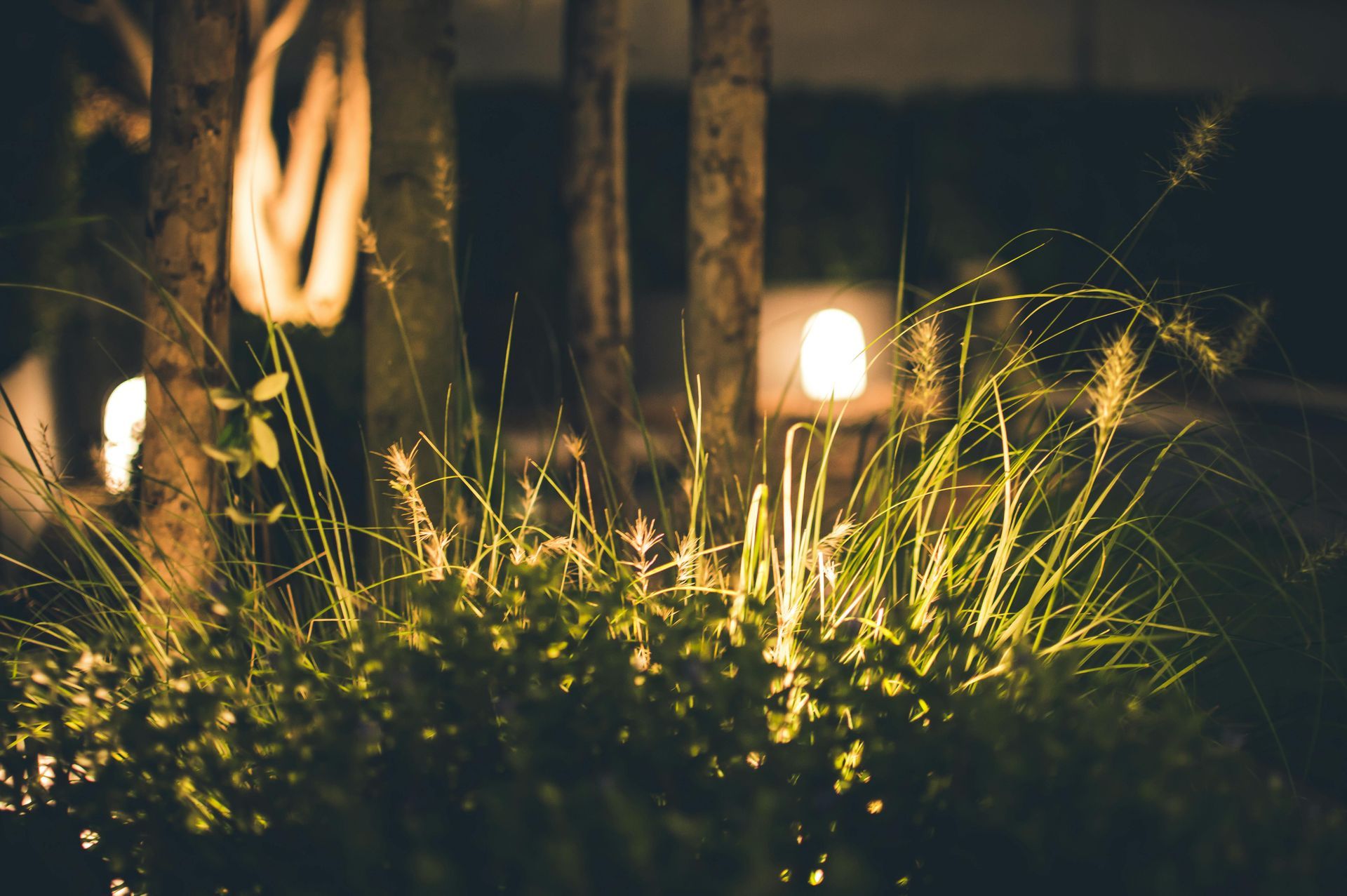 Glowing grasses in a dark garden at night, lit by warm lights and blurred tree trunks
