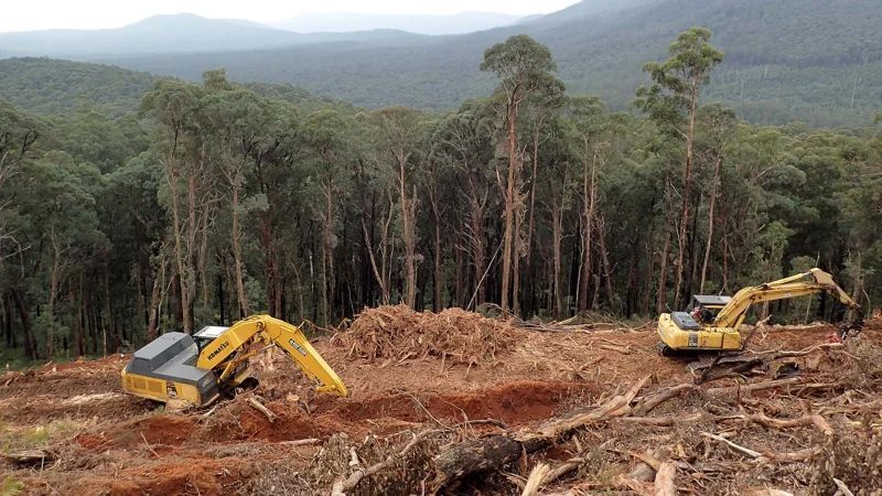 Two bulldozers are working in a forest with mountains in the background.