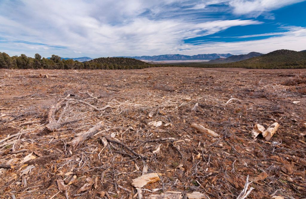 A barren field with trees in the background and mountains in the background.