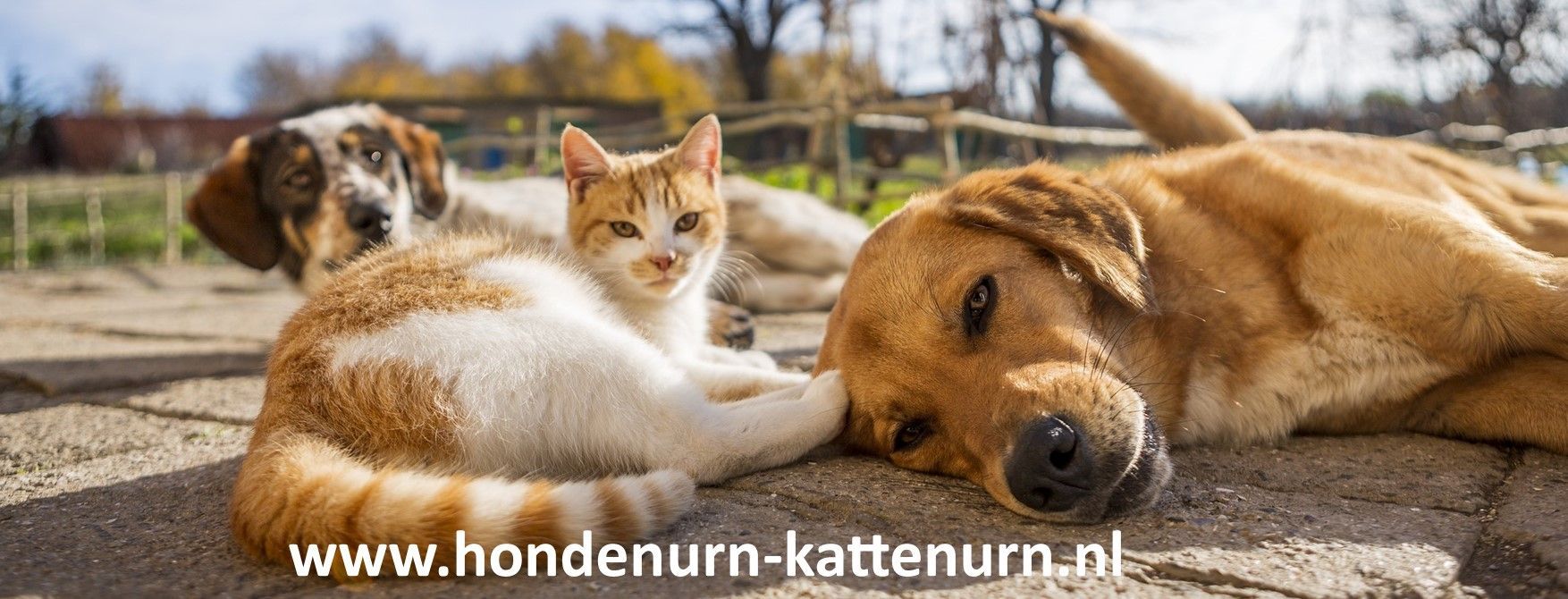 unieke hand gemaakte hondenurnen / kattenurnen met foto