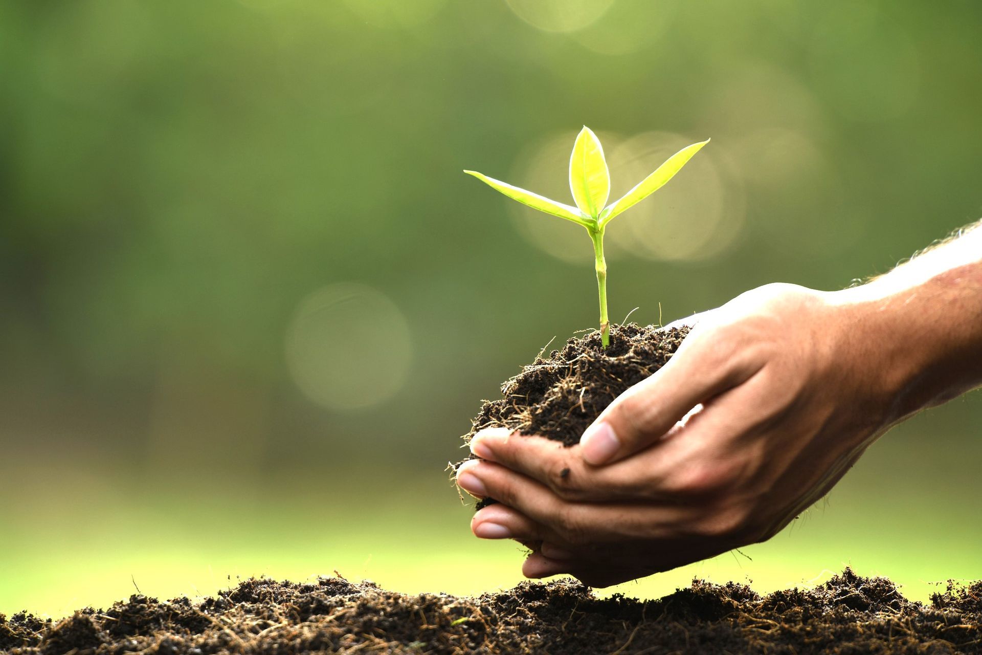 Wij doneren een boom voor elke urn die is verkocht