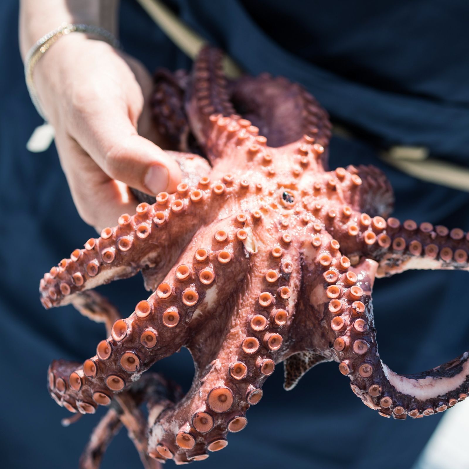 Una persona tiene in mano un grosso polpo