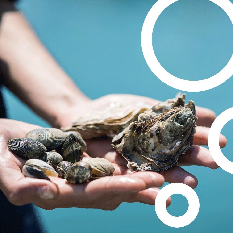 Una persona tiene in mano ostriche e vongole