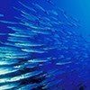 A large school of fish are swimming in the ocean.