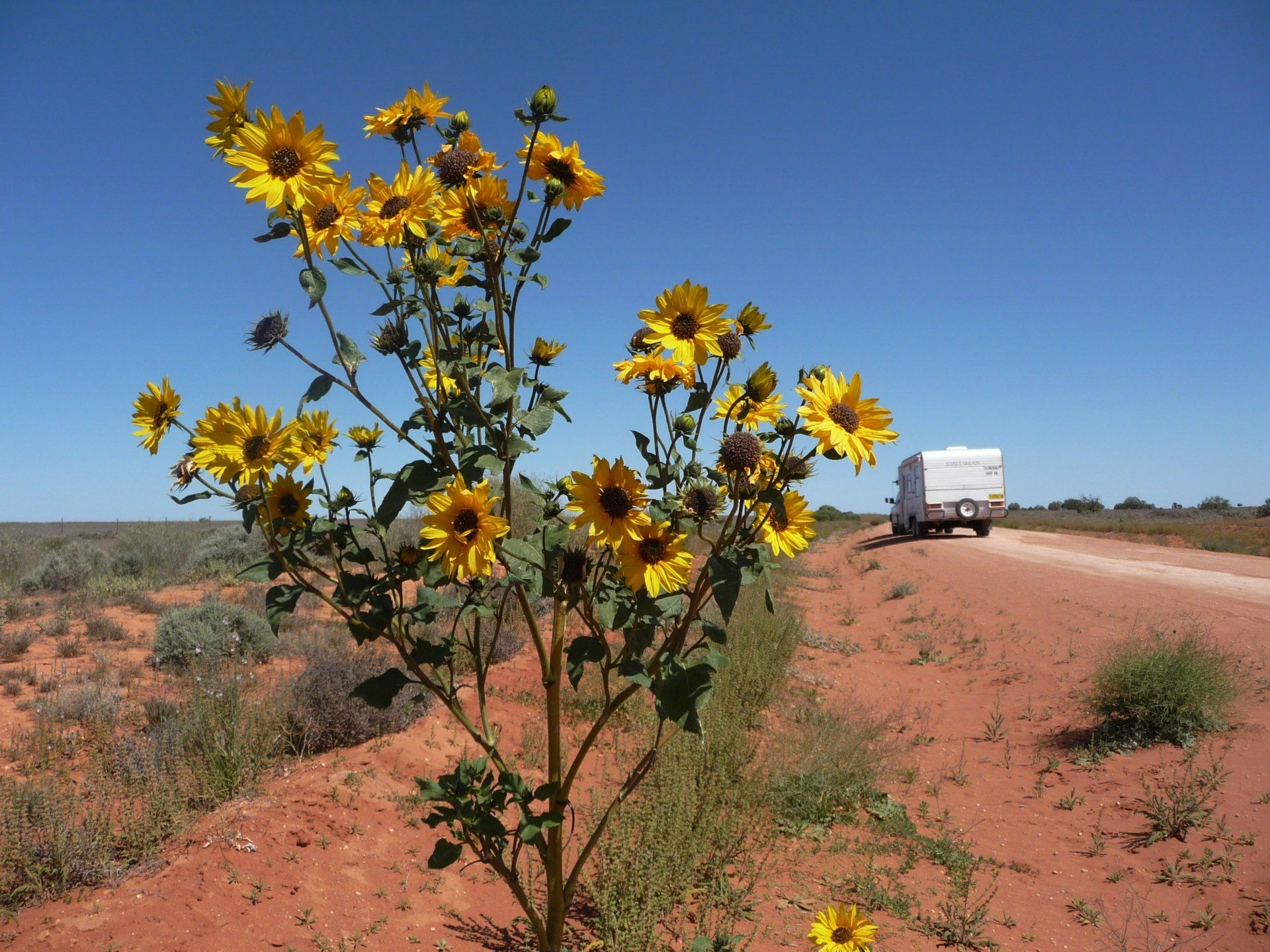No matter how dry, flowers can still grow