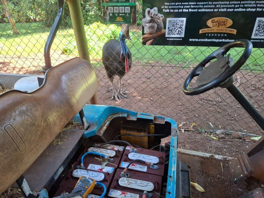 There's an Ostrich and a Battery — Buggies & Batteries in Gladstone, QLD