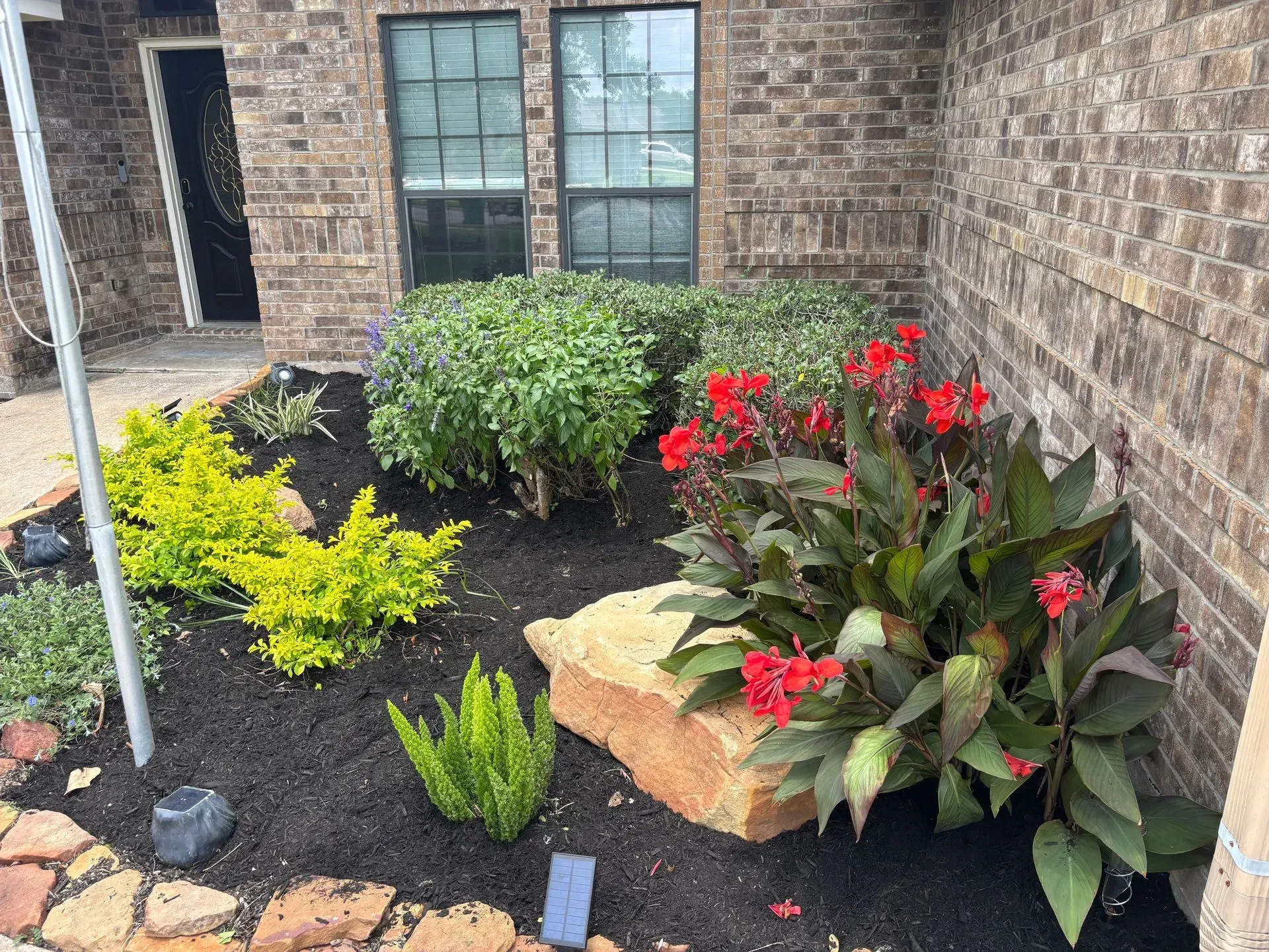 A flower bed of green and red plants, including bright red canna lilies, with a large rock and dark mulch.
