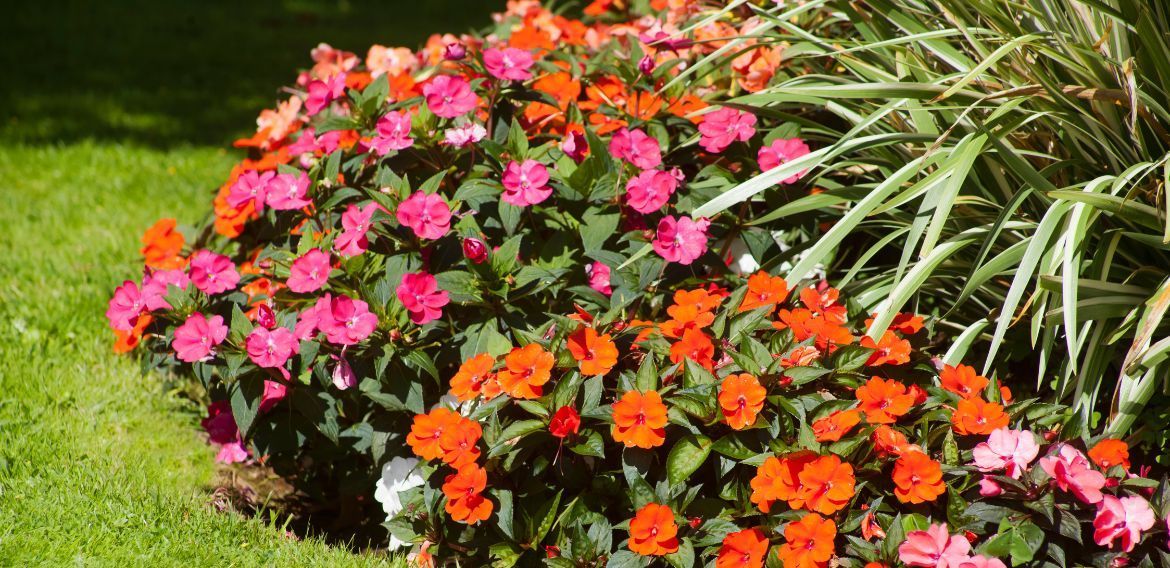 A vibrant flower bed featuring pink and orange impatiens. 