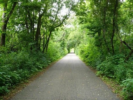 A path in the middle of a forest surrounded by trees and ferns.