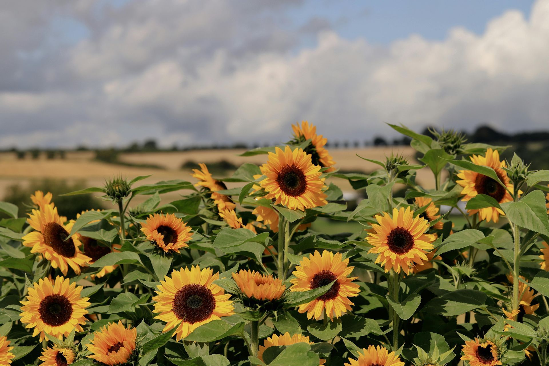 a field of yellow sun flowers