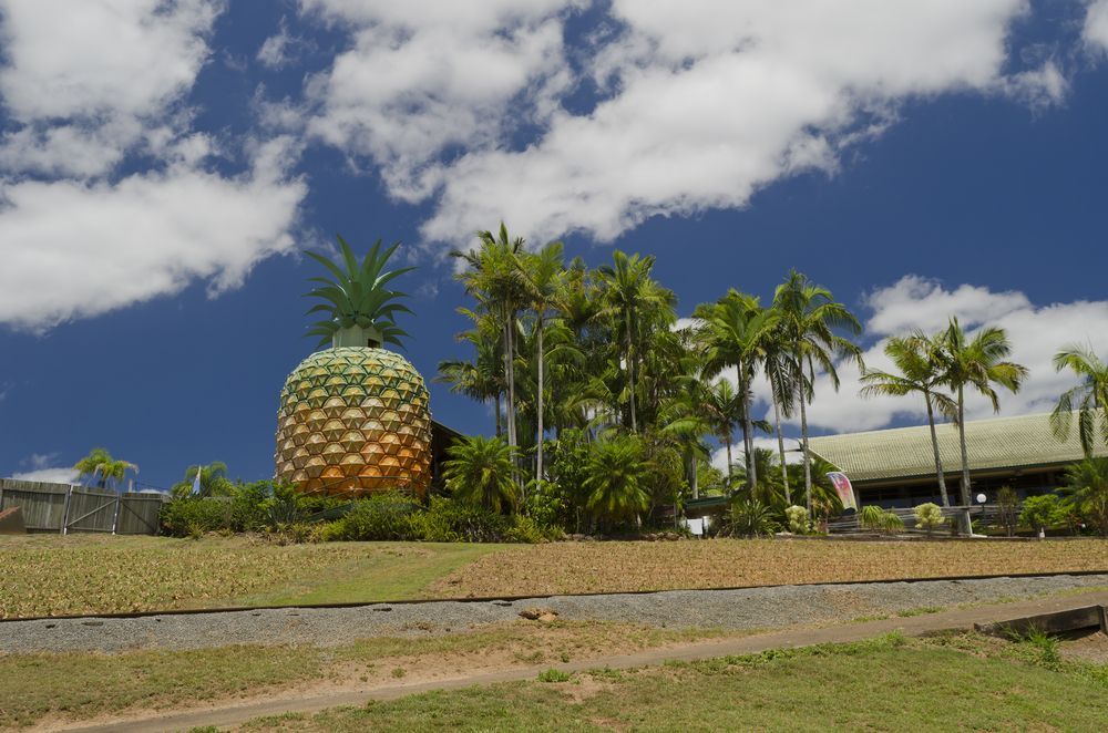 A 16 Meter High Plastic Pineapple With Bushes At Front And Palm Trees On The Side — Local Denture Clinic in Woombye, QLD