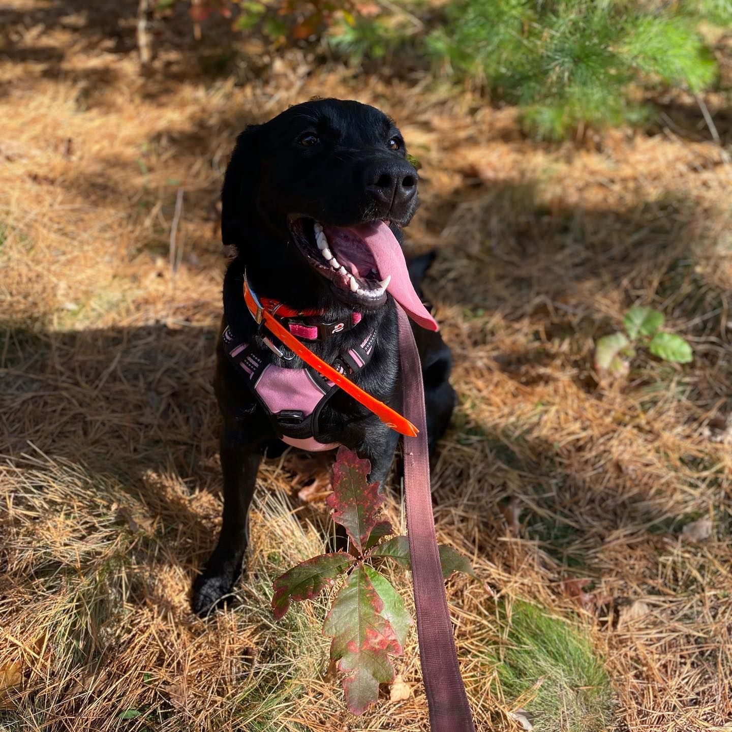 Black dog with pink harness and long, red tongue panting in woods.