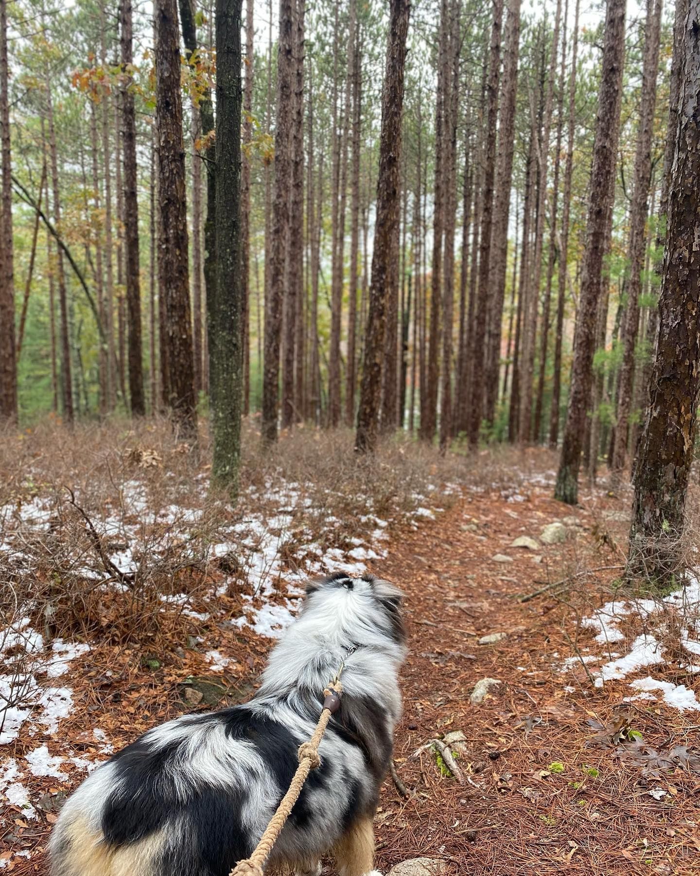 Dog on leash walking on a path through a snow-dusted forest.