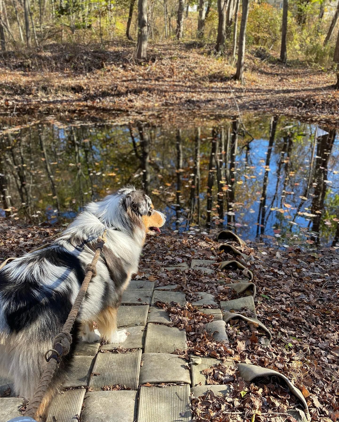 An Australian Shepherd stands on wooden planks, looking at a pond reflecting trees and sky in autumn.