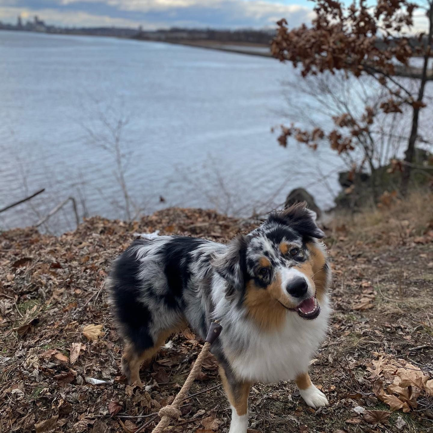 Australian Shepherd dog stands near a body of water with a city skyline in the background.