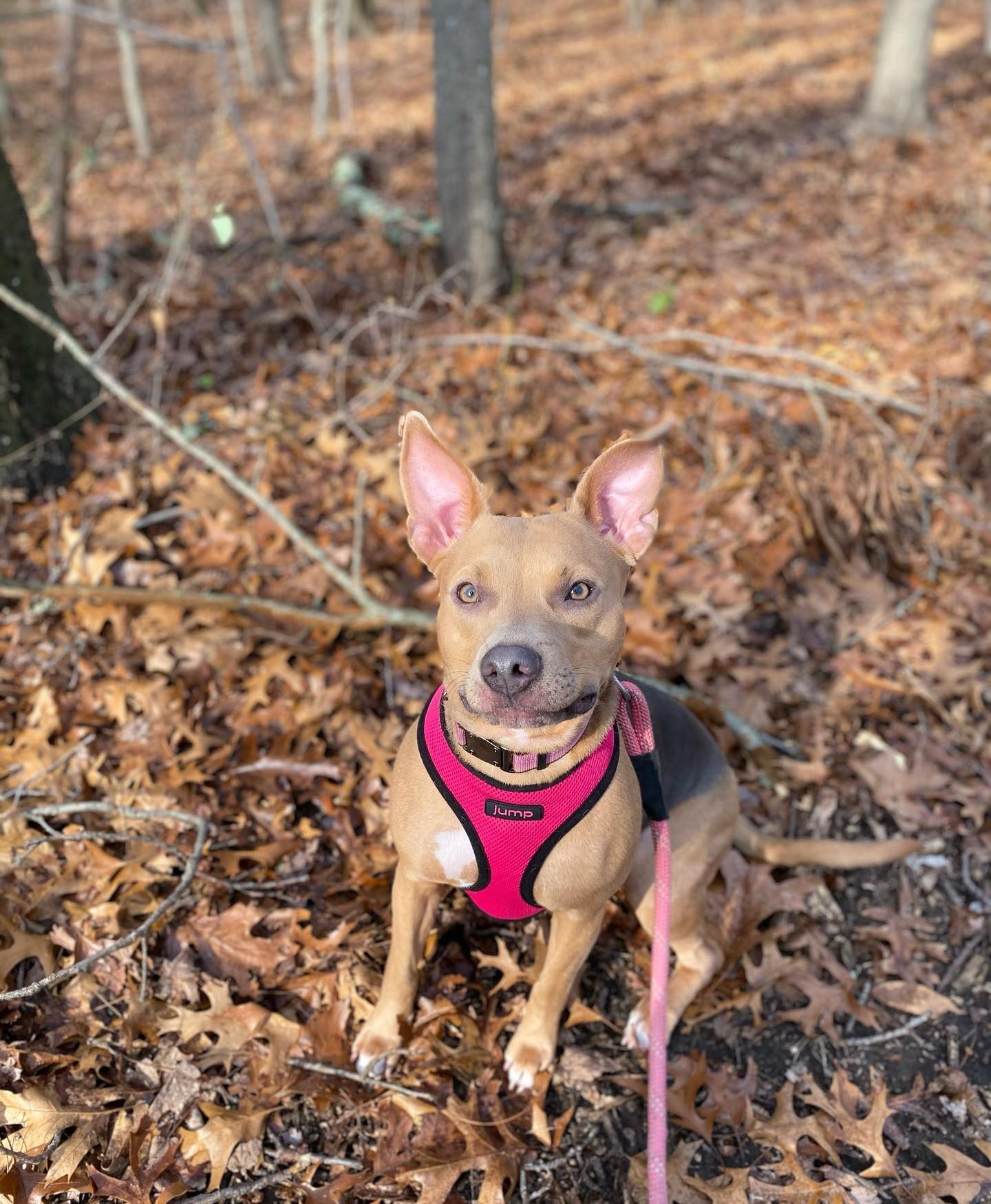 Tan dog wearing a pink harness sits in a forest of brown leaves, looking at the camera.